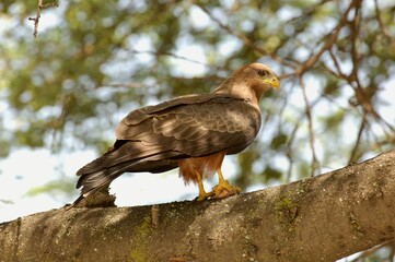 Ein Schwarzmilan (Milvus migrans) mit Beute auf einem dicken Ast, Äthiopien.