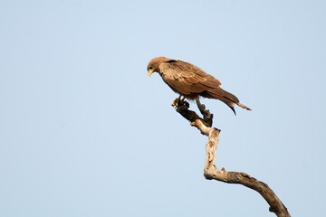 Ein Schwarzmilan (Milvus migrans) auf einem Ast, Äthiopien.