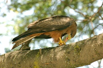 Ein Schwarzmilan (Milvus migrans) mit Beute auf einem dicken Ast, Äthiopien.