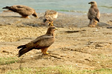 Schwarzmilane (Milvus migrans) an einem Seeufer, Äthiopien.
