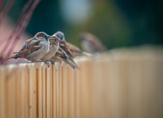 House Sparrows on the Fence