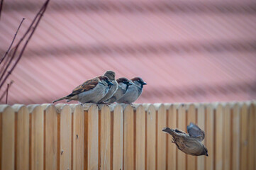 House Sparrows on the Fence