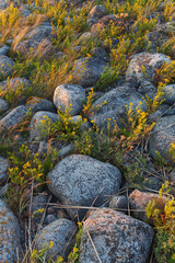 Moss and grass covering the gaps in between of boulders laying at the sea coast. Nothern Europe.