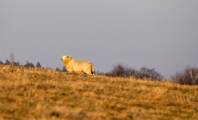 Merino sheep on the grass field during sunset