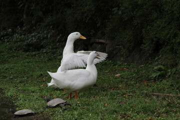 geese swin on the lake leisurely