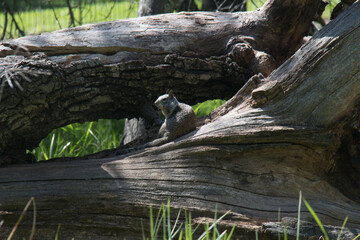 squirrel relaxing on a log