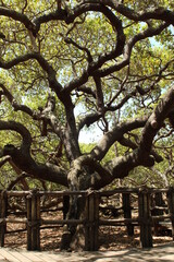 the biggest cashew tree in Brazil