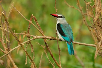 Ein Senegalliest (Halcyon senegalensis) in Äthiopien.