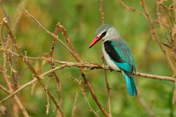 Ein Senegalliest (Halcyon senegalensis) in Äthiopien.