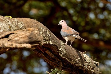 Eine Senegaltaube (Streptopelia senegalensis), auch Palmtaube genannt, in Äthiopien.