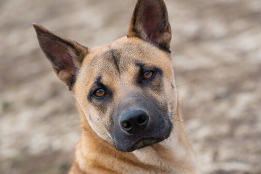 Close-up and portrait of the head of a young Belgian Shepherd Dog looking at the camera.