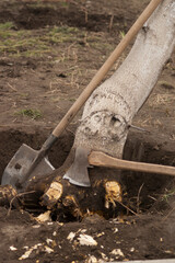 Tree uprooting and removal. Undermined walnut tree with chopped roots in a hole with an ax and a...