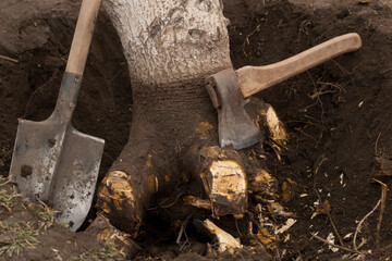 Tree uprooting and removal. Undermined walnut tree with chopped roots in a hole with an ax and a shovel. Close-up