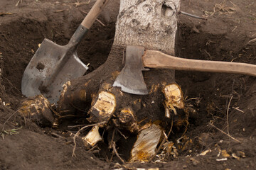Tree uprooting and removal. Undermined walnut tree with chopped roots in a hole with an ax and a...