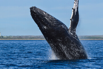 Humpback Whale