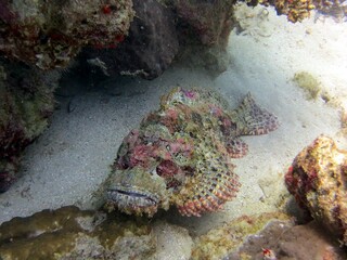 red sea scorpion fish