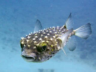 Red Se balloon fish