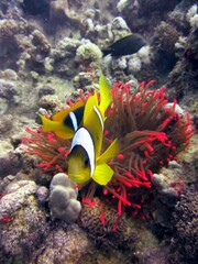 Naklejka na ściany i meble Red sea clown fish
