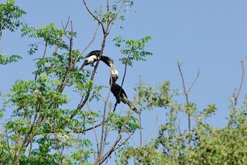 Ein Paar Silberwangen-Hornvögel (Bycanistes brevis) beim Partnerfüttern, Äthiopien.