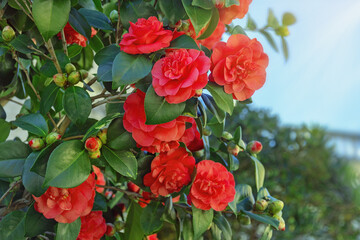 Spring flowers. Beautiful camellia bush with red flowers and green leaves