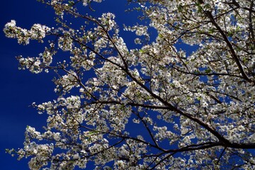 Fototapeta premium Spring tree blossom