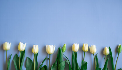 Copy space of tulips on the blue background