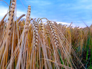 Clear image of a bunch of wheat crops on an agricultural ripe golden field with a clear blue sky in the background. Close up on the grains. Bavaria, Germany, Europe.