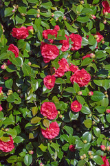 Spring flowers. Bush of Camellia in bloom