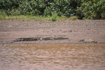 River Tarcoles, where you can observe crocodiles in Costa Rica.