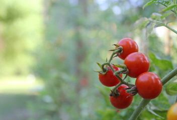 Red Ripe Cherry Tomato Growing in Garden