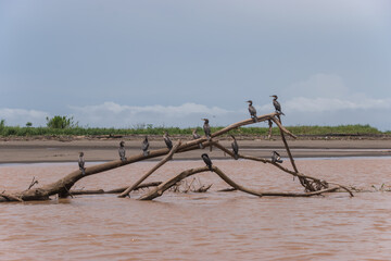 River Tarcoles, where you can observe birds in Costa Rica.