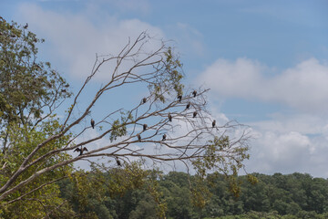 River Tarcoles, where you can observe birds in Costa Rica.