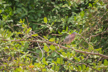 River Tarcoles, where you can observe birds in Costa Rica.