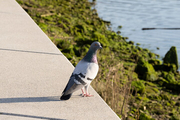 Side view of body of rock pigeon face to face.