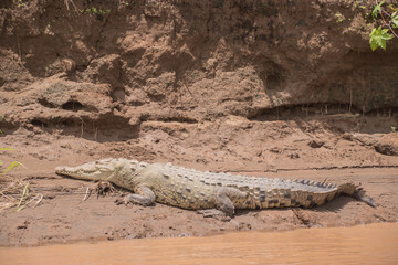 River Tarcoles, where you can observe crocodiles in Costa Rica.
