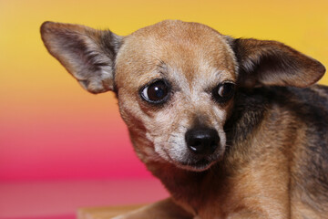 Small Chihuahua Dog With Pink and Orange Sunset Background