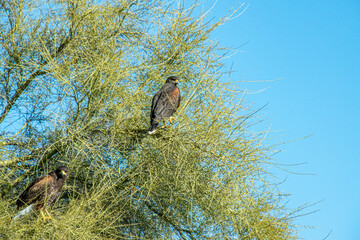Harris Hawks