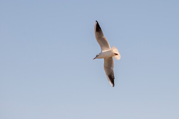 seagull flying. open wings. freedom concept. blue sky. flying bird.
