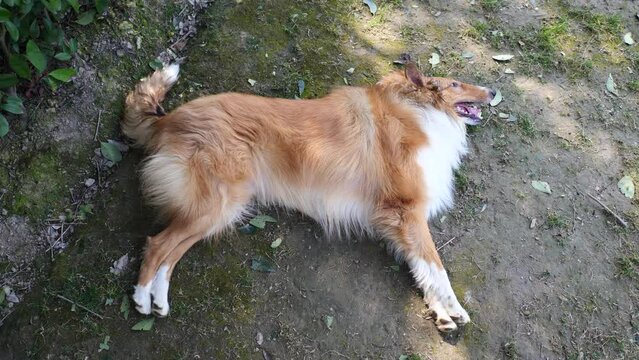 Portrait of Scotland shepherd dog lying on grass field after running, breathing heavily with tongue stuck out, cute rough collie, 4k footage slow motion top view, full length.