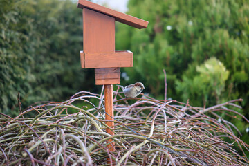 Portrait, Nahaufnahme eines Spatz an einem Futterhaus, Singvogels.
