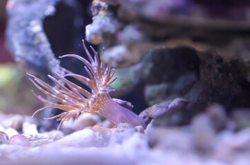 Eine Glasrose im Meerwasseraquarium. Glasrosen sind Anemonen.

