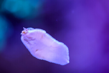 Eine Schnecke im Meerwasseraquarium an der Scheibe
