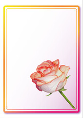 Congratulatory mail card with a pink-white rose of love. Illustration of a postcard is with space for your inscribed text, bright pink,gradient background.