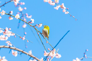 梅の蜜を吸うメジロ