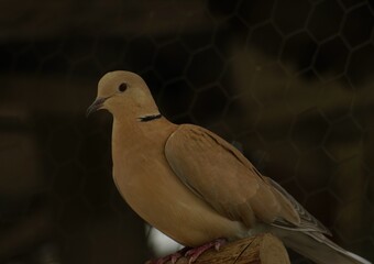 Beautiful brown dove