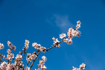 blooming fruit tree with white flowers on a sunny spring day