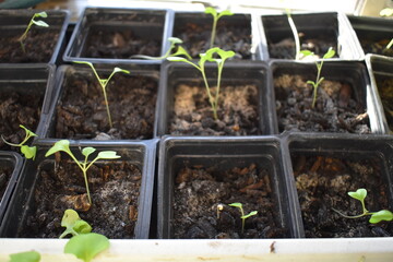 Seedlings in Plastic Garden Containers