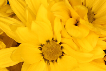 Bright Yellow Chrysanthemums Close up in outdoor lighting