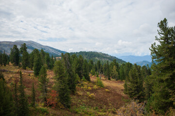 forests, green firs and mountains in the Altai Territory