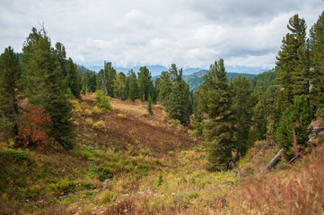 Fototapeta na wymiar forests, green firs and mountains in the Altai Territory